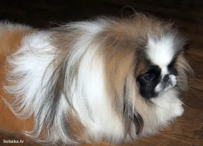 Пекинес - фото, описание и характеристика породы, цена щенка
