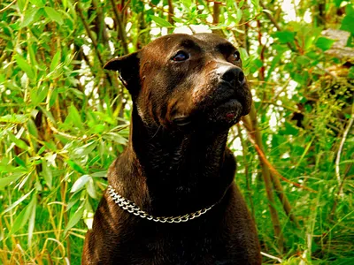 Американский питбультерьер - описание породы собак: характер, особенности  поведения, размер, отзывы и фото - Питомцы Mail.ru
