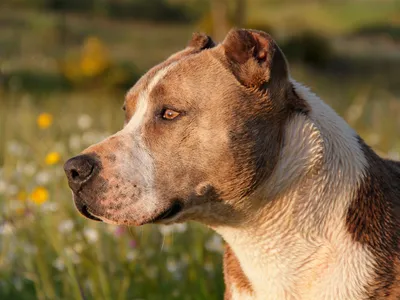 Питбуль - фото, характеристика породы, описание, цена щенка
