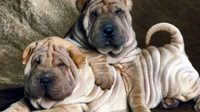 Портрет собаки породы шарпей на …» — создано в Шедевруме