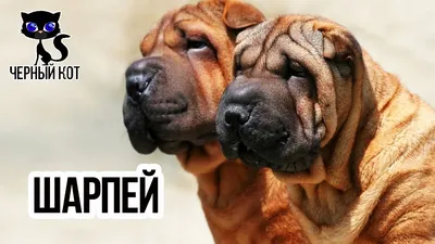 Собаки и люди: порода шарпей и секреты грумеров - YouTube