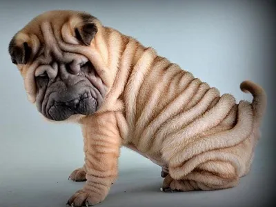 Собаки породы шарпей с типом окраса шарпей — купить по низкой цене на  Яндекс Маркете