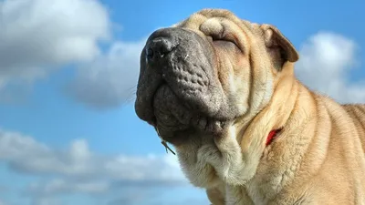 Шарпей собака: фото, характер, описание породы