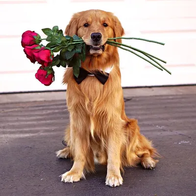 Фото собаки с букетом цветов фотографии