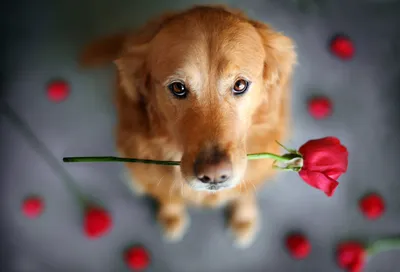 Собака с букетом цветов - 70 фото
