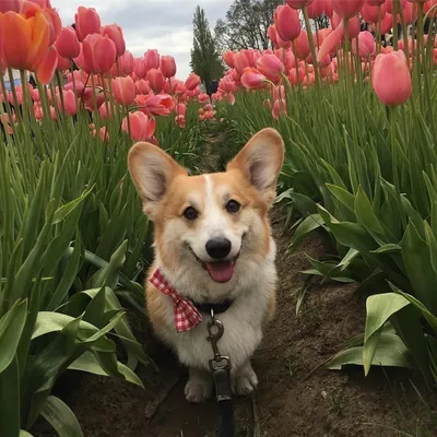Собака с цветами (42 лучших фото)