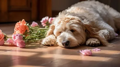 Собака Beagle нюхают букет цветов, женщина Стоковое Фото - изображение  насчитывающей дом, элегантность: 173374366