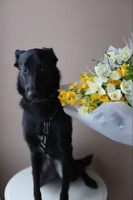 Собака лежит на полу рядом с букетом цветов | Премиум Фото