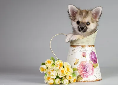 Круэлла оценит: стильная цветочная композиция в коробке+ игрушка для собаки  в подарок! по цене 6134 ₽ - купить в RoseMarkt с доставкой по  Санкт-Петербургу