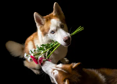 Собака золотого Retriever держит букет цветов на открытом воздухе Стоковое  Фото - изображение насчитывающей любимчик, облицовка: 206504398