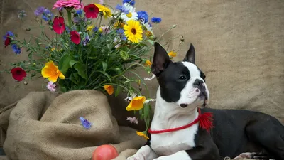 Восхитительно джек собаку джека Рассела с букетом синих цветов Стоковое  Изображение - изображение насчитывающей цветок, мило: 178892219