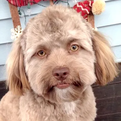 😰 В Сети набирают популярность фотографии собаки с «человеческим лицом»  после её стрижки ⠀ выглядит крипово 😱 | Instagram