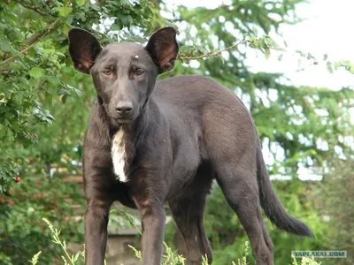 В Instagram показали собаку с человеческим лицом (ФОТО): читать на Golos.ua
