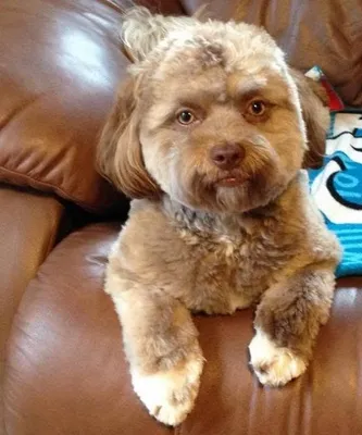 В сети без ума от собаки с человеческим лицом: забавные фото - Lifestyle 24