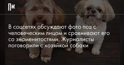 В интернете нашли собаку с самой выразительной мордочкой - некоторые  говорят, что у нее почти человеческое лицо | Котик-Бегемотик | Дзен