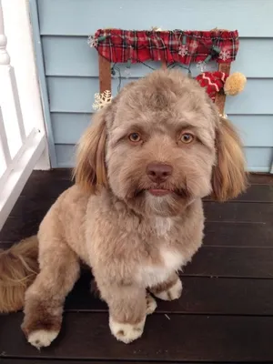 Собака с человеческим лицом привела пользователей сети в ужас | Gamebomb.ru