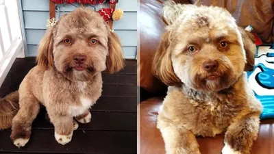 Очаровательная собака с человеческим лицом восхитила интернет