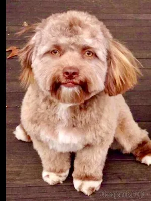 Собака с человеческим лицом | Пикабу