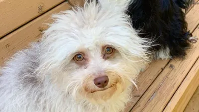 В интернете нашли пса с человеческим лицом, и он до безумия похож на  знаменитостей