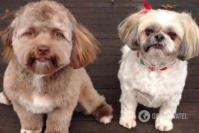 8 собак с человеческим лицом, которые выглядят более чем странно | Шоу |  OBOZ.UA