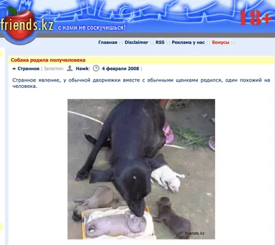 Удивившая соцсети собака с человеческим лицом попала на видео - Российская  газета