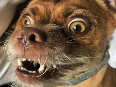 Фото собаки с человеческим лицом покорило сеть