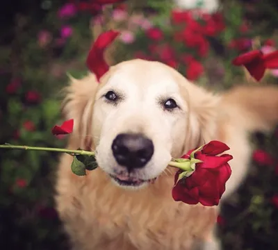 Собака с цветами в зубах (31 фото) | Собаки, Ретривер, Животные