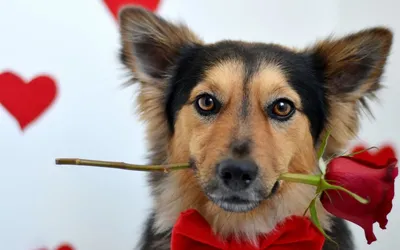 Фото собаки с цветами в зубах фотографии
