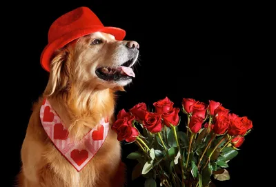 собачка с цветком в зубах живопись: 8 тыс изображений найдено в  Яндекс.Картинках | Cute animal drawings, Dog paintings, Animal drawings