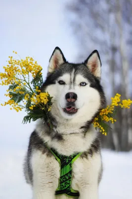Животные с цветами (Много фото) - treepics.ru