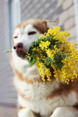 Поздравления на праздник «Всемирный день собаки» (25 открыток)