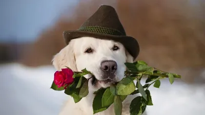 Охотничья собака породы Weimaraner по цене на лугу с цветами в зубах с  мячом Стоковое Изображение - изображение насчитывающей разведенными, собаки:  188786353