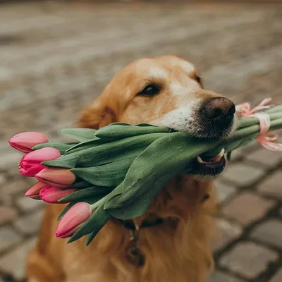 Весна на носу! Как мы собак снимали с букетом мимозы и что из этого вышло  (много фото) | In Dogs we Trust | Дзен