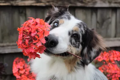 Картинки собака с цветами (70 фото) » Картинки и статусы про окружающий мир  вокруг