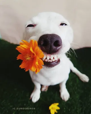 Собака с розой в зубах - 69 фото