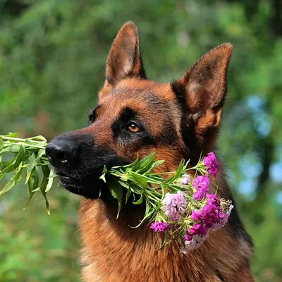 Собака с цветами в зубах - красивые фото