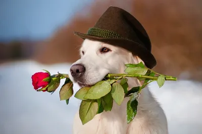 Обои на рабочий стол Собака сидит на снегу в сердечке из роз и держит в  зубах цветок, обои для рабочего стола, скачать обои, обои бесплатно