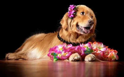 Фото собак, которые с радостью несут цветы (30 фото) » Клопик.КоМ