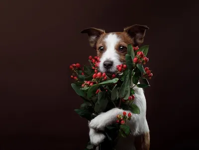 Собака с цветами в зубах - 81 фото