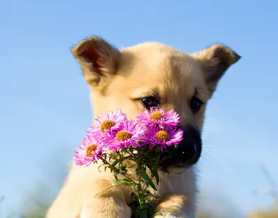 Собака с цветами (42 лучших фото)