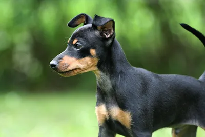 Английский той-терьер - описание породы собак: характер, особенности  поведения, размер, отзывы и фото - Питомцы Mail.ru