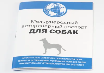 Породный ветеринарный паспорт зоотовар для собак и щенков породы сибирский  хаски, ветпаспорт, документ - купить с доставкой по выгодным ценам в  интернет-магазине OZON (407243815)