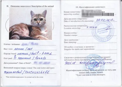 Международный ветеринарный паспорт задним числом