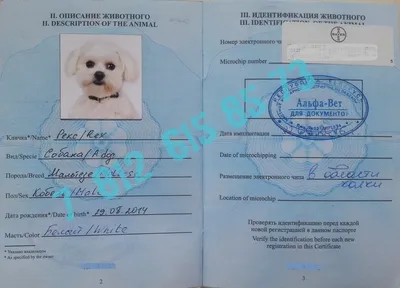 Что такое паспорт животного, как его заполнять, сколько стоит сделать —  Яндекс Путешествия