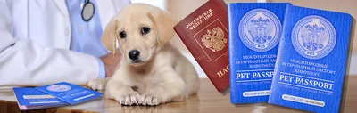 Ветпаспорт домашних животных появится в Дії | РБК Украина