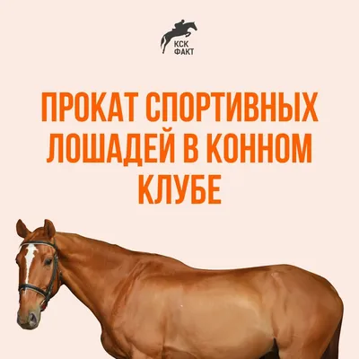 В Казани четыре спортивные лошади продаются за 860 тысяч рублей | Другие  виды | СПОРТ | АиФ Казань