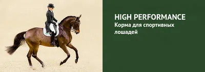 Фитнес-клуб для лошадей - уход и содержание - equestrian.ru