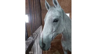Применение ударно-волновой терапии для лечения спортивных лошадей – Vetio