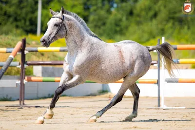Статьи, Какой вес считается нормальным для спортивной лошади | Prokoni.ru