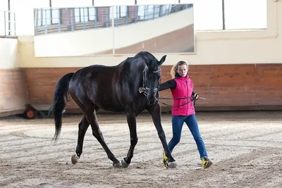В Марий Эл спортивных лошадей поставили на карантин | Новости Йошкар-Олы и  РМЭ